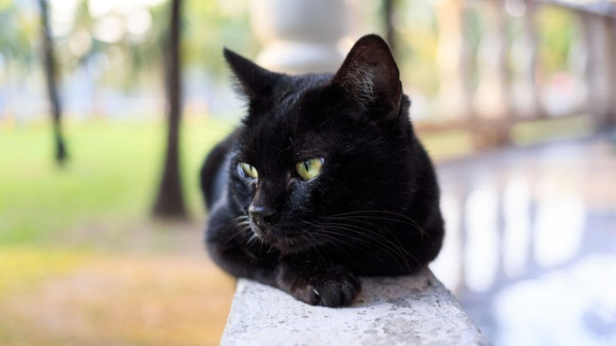 11 Fun Facts About Black Cats That Will Leave You Spellbound 2 11 Fun Facts About Black Cats That Will Leave You Spellbound - black cat good luck sign ss1073975213