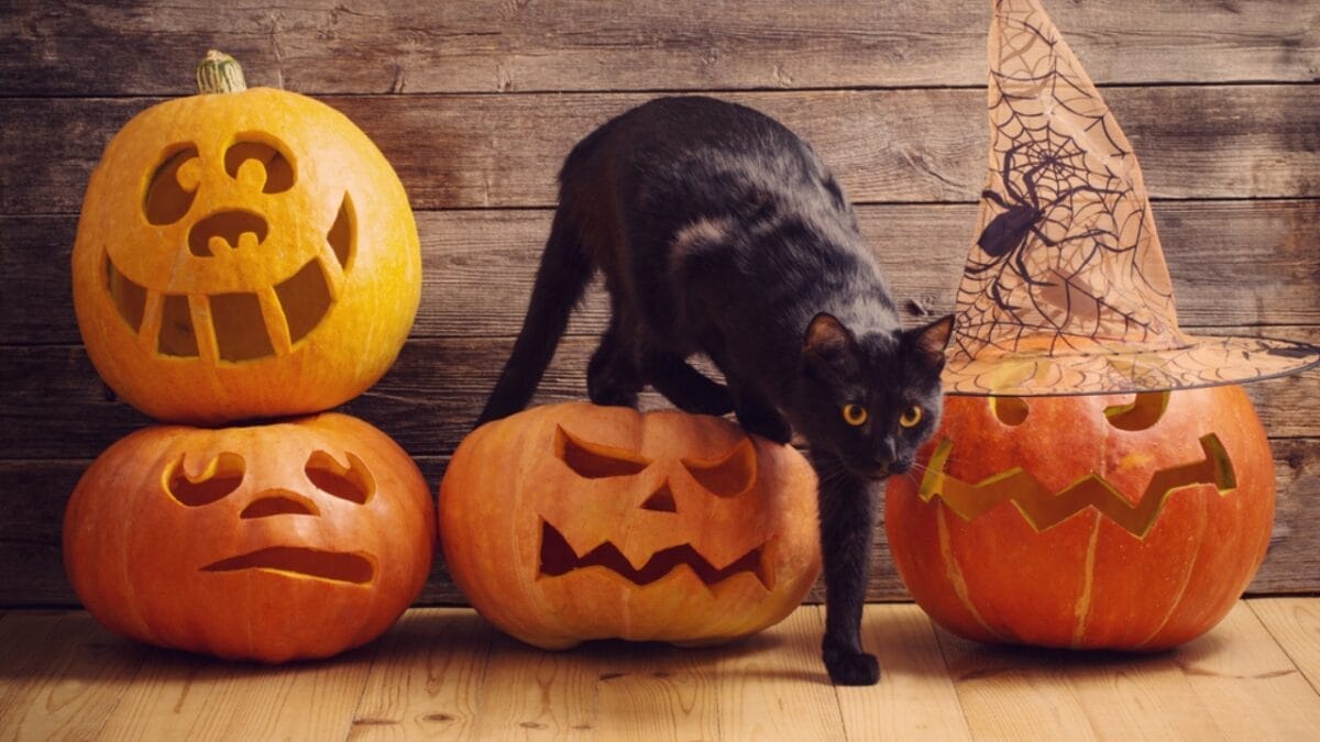 11 Fun Facts About Black Cats That Will Leave You Spellbound 4 11 Fun Facts About Black Cats That Will Leave You Spellbound - black cat halloween ss684334978