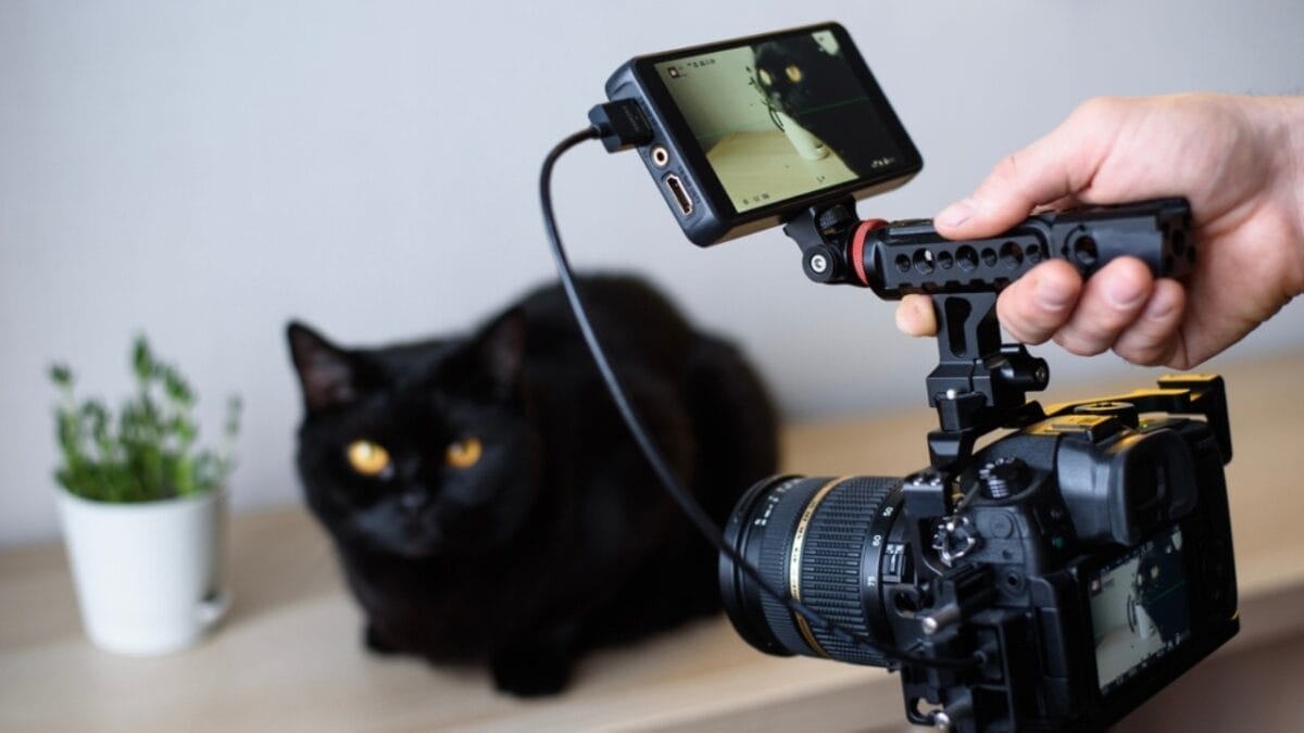 11 Fun Facts About Black Cats That Will Leave You Spellbound 8 11 Fun Facts About Black Cats That Will Leave You Spellbound - black cat in camera ss2134189451