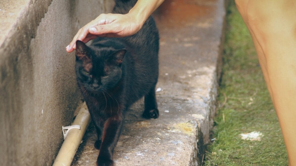 11 Fun Facts About Black Cats That Will Leave You Spellbound 12 11 Fun Facts About Black Cats That Will Leave You Spellbound - black cat pet ss2454500329