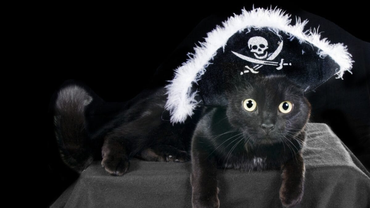 11 Fun Facts About Black Cats That Will Leave You Spellbound 7 11 Fun Facts About Black Cats That Will Leave You Spellbound - black cat pirate ss87406895