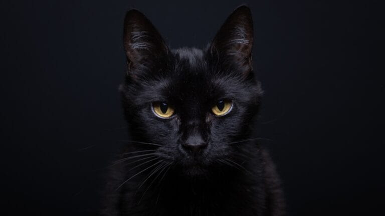 11 Fun Facts About Black Cats That Will Leave You Spellbound 1 11 Fun Facts About Black Cats That Will Leave You Spellbound - black cat ss2429676459