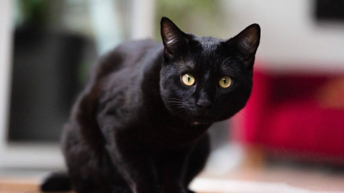 11 Fun Facts About Black Cats That Will Leave You Spellbound 6 11 Fun Facts About Black Cats That Will Leave You Spellbound - black cat superhero ss2456635149
