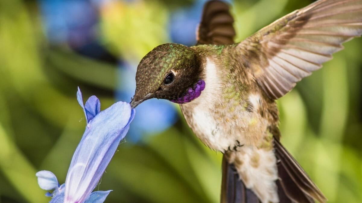 10 Ways to Identify a Black-Chinned Hummingbird 6 10 Ways to Identify a Black-Chinned Hummingbird - black chined hummingbird sipping pollen ss1446626297