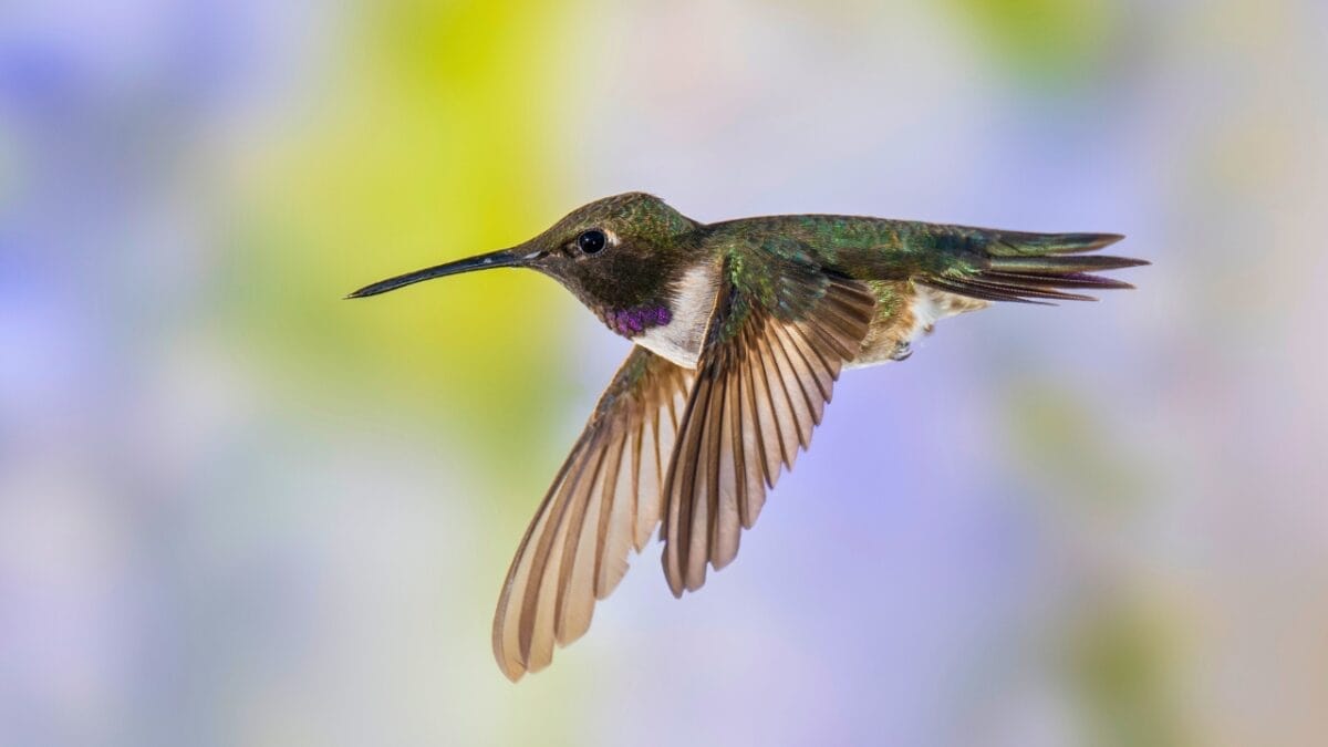 10 Things Scaring Hummingbirds Away From Your Yard 8 10 Things Scaring Hummingbirds Away From Your Yard - black chinned hummingbird beak ss2393309375