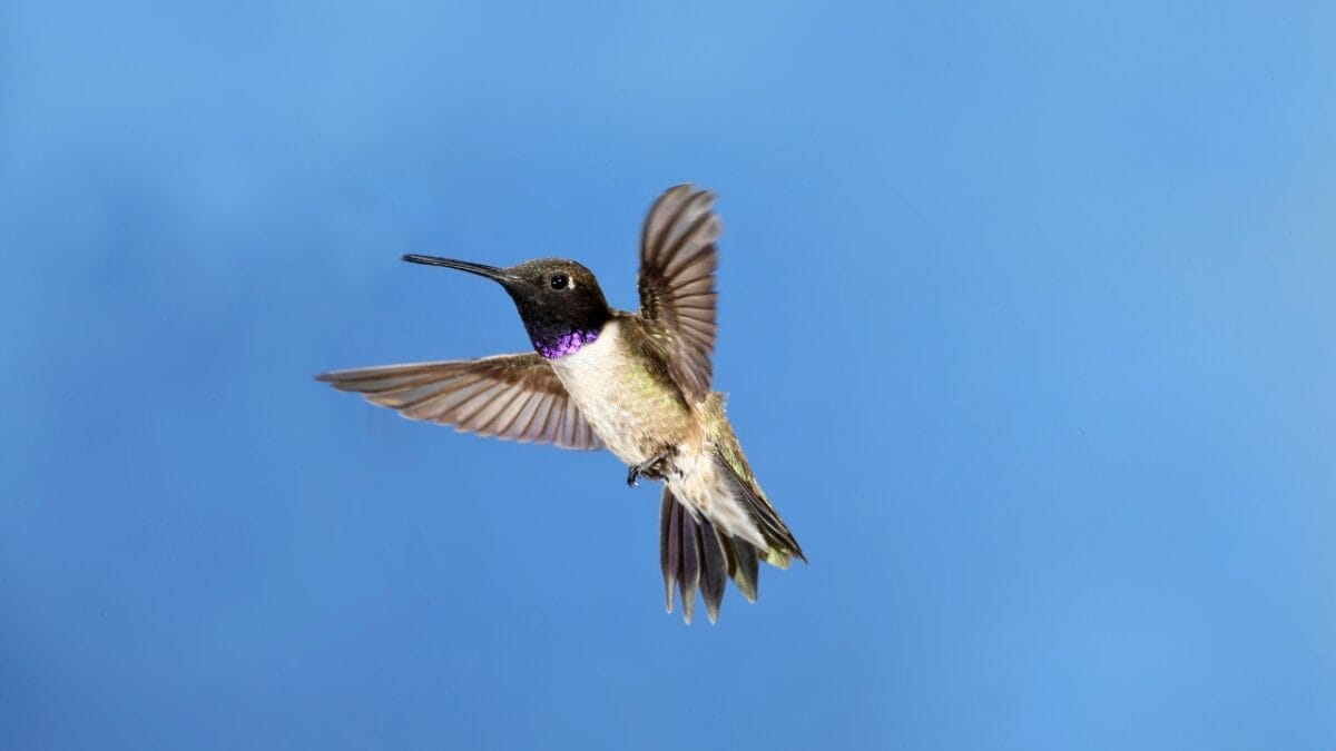 10 Ways to Identify a Black-Chinned Hummingbird 8 10 Ways to Identify a Black-Chinned Hummingbird - black chinned hummingbird flying high ss141915316