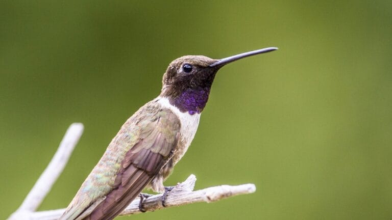 10 Ways to Identify a Black-Chinned Hummingbird 8 10 Ways to Identify a Black-Chinned Hummingbird - black chinned hummingbird on a branch ss448551835