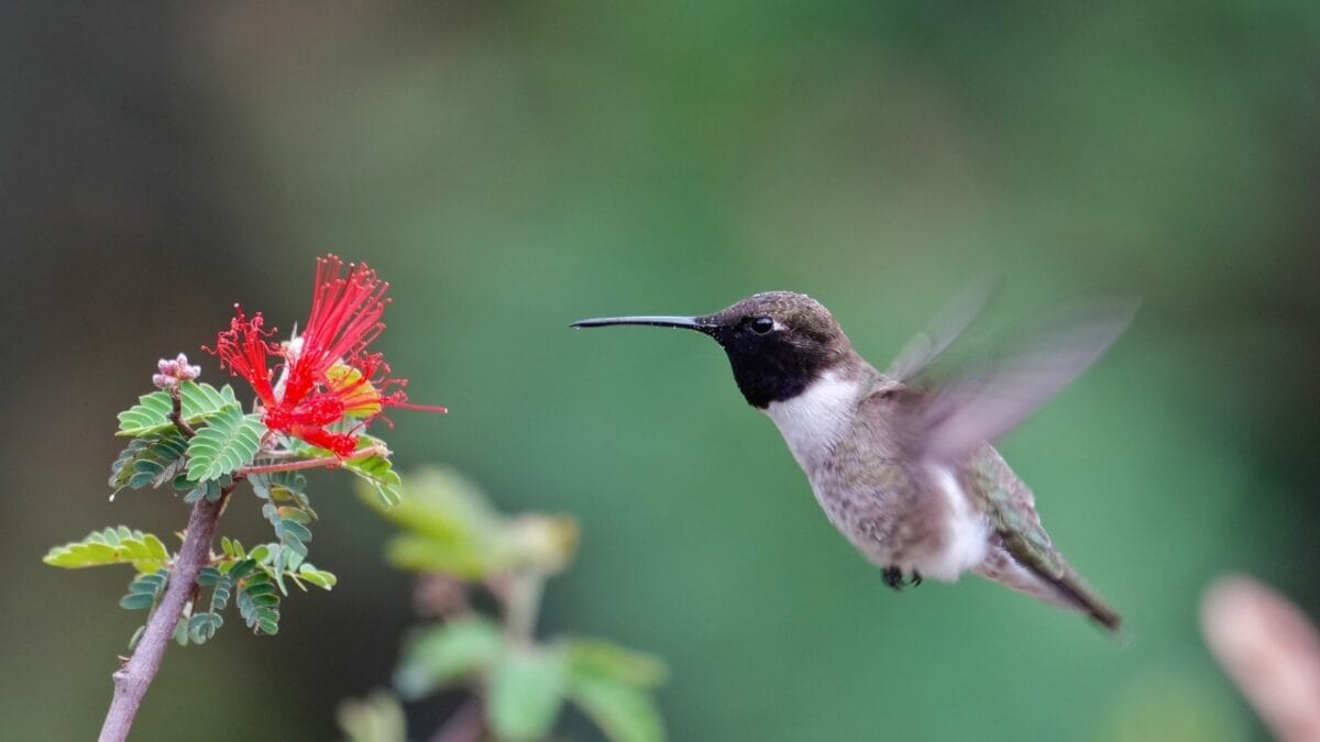 6 Hummingbird Facts Most People Don't Know 3 6 Hummingbird Facts Most People Don't Know - black chinned hummingbird subspecies ss2457885283