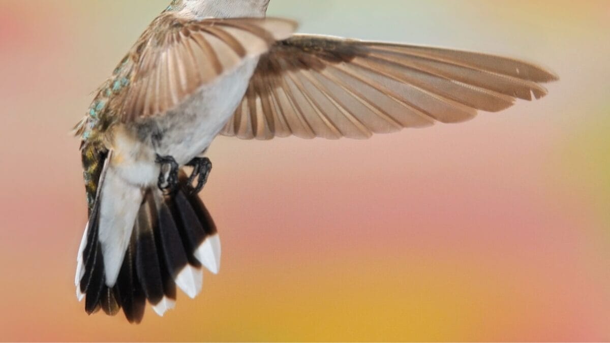 10 Ways to Identify a Black-Chinned Hummingbird 5 10 Ways to Identify a Black-Chinned Hummingbird - black chinned hummingbird tail ss56713540