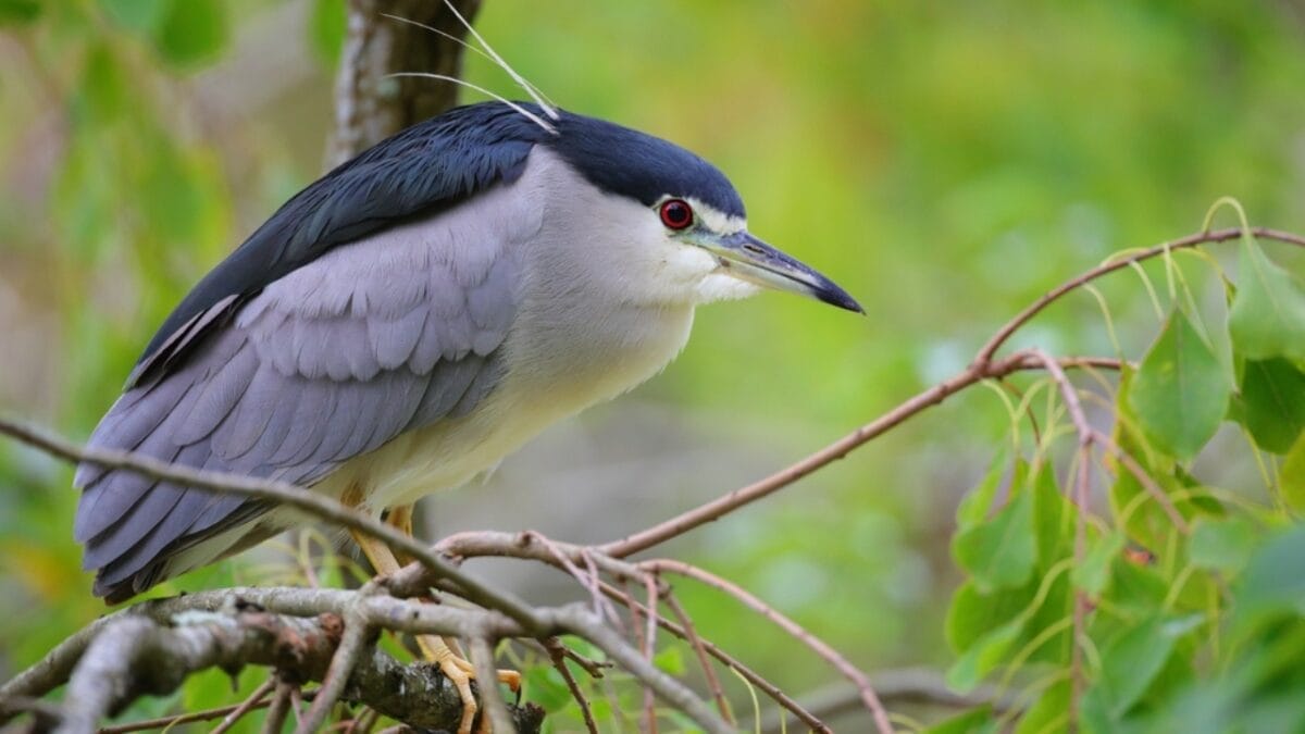 12 Stunning Gray Birds from Around the World 4 12 Stunning Gray Birds from Around the World - black crowned night heron ss2083993390