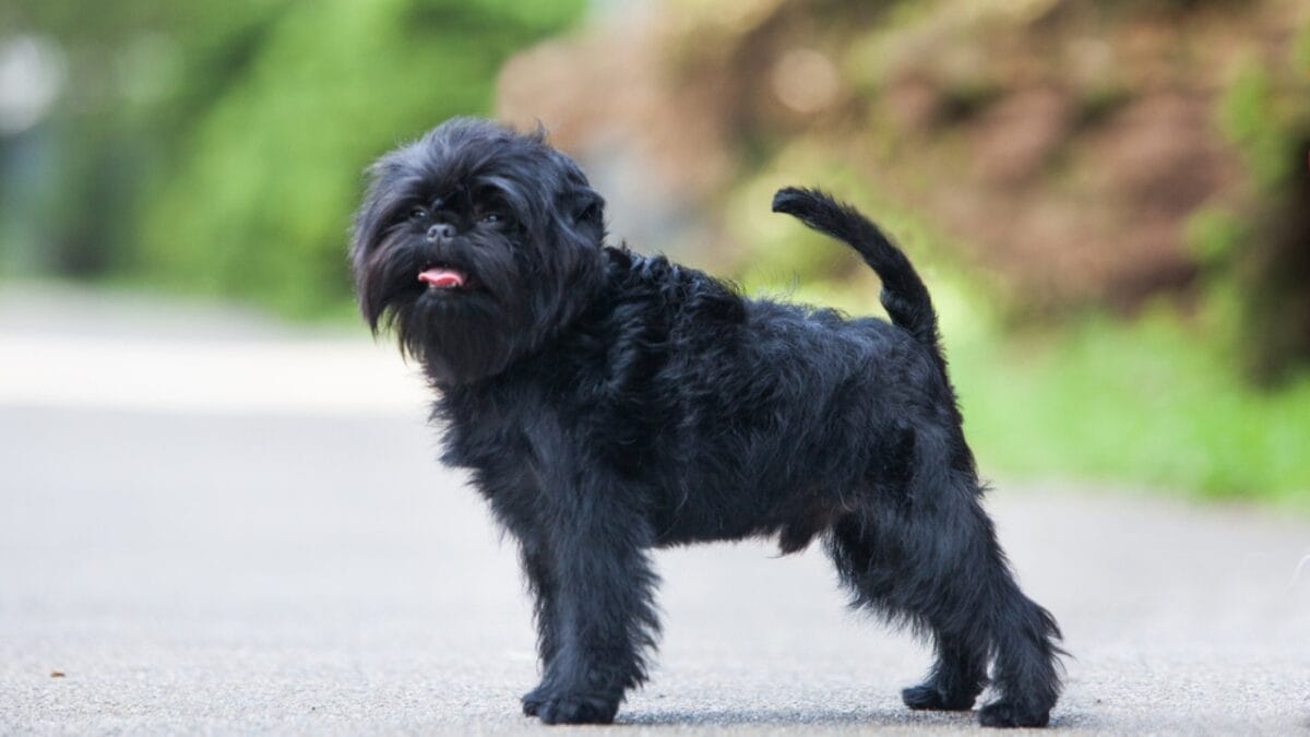 Affenpinscher 101: 11 Things New Owners Need to Know 2 Affenpinscher 101: 11 Things New Owners Need to Know - black dog in park dp631433750