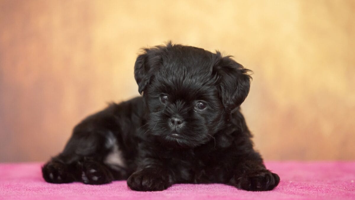 Affenpinscher 101: 11 Things New Owners Need to Know 5 Affenpinscher 101: 11 Things New Owners Need to Know - black dog puppy dp494377660