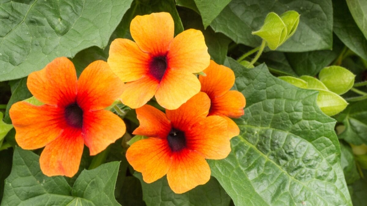 15 Perennial Plants to Make Your Garden Shine Year After Year 7 15 Perennial Plants to Make Your Garden Shine Year After Year - black eyed ss1181941357