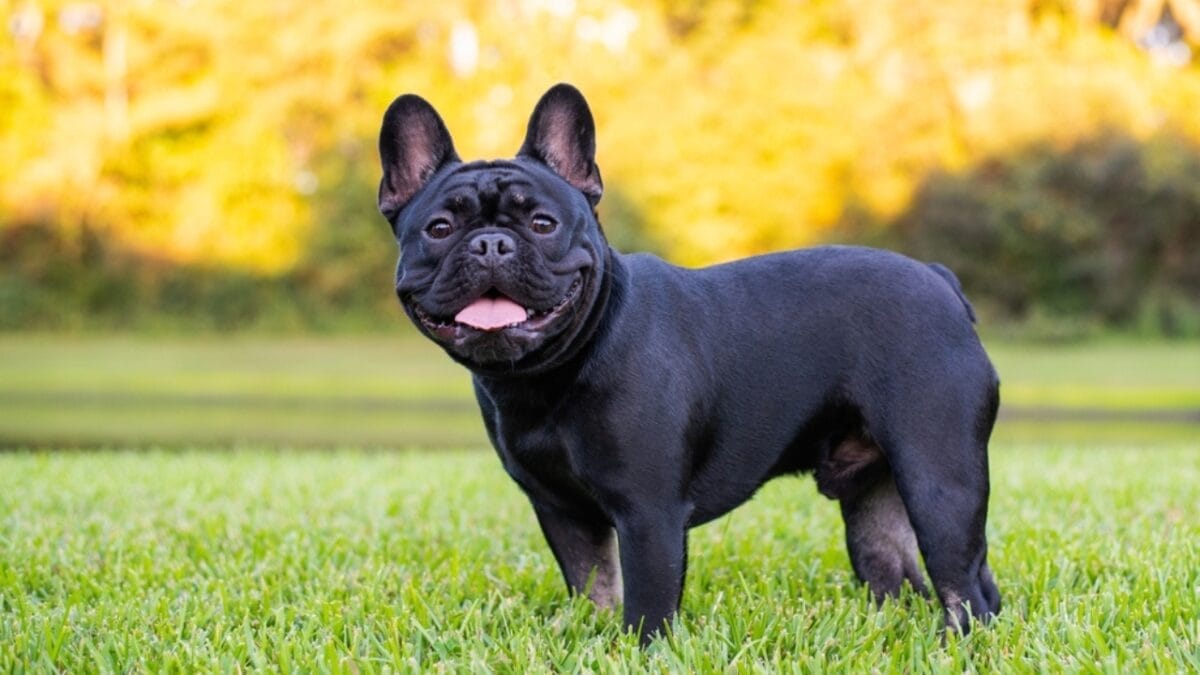 10 Things Only French Bulldog Aficionados Know 9 10 Things Only French Bulldog Aficionados Know - black french bulldog standing grass ss2068004822
