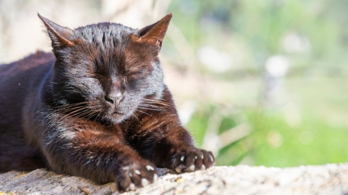 30 Ways to Become Your Cat's Best Friend - black fur cat in sun ss2431351247