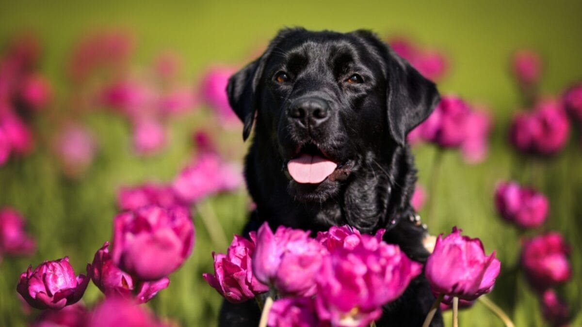 Nationwide Trends: 5 Most Popular Dog Breeds & Names by State 2 Nationwide Trends: 5 Most Popular Dog Breeds & Names by State - black labrador flowers ss2162942933