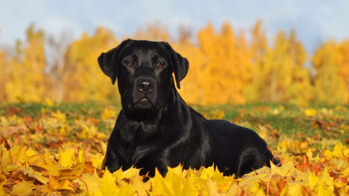 The Irresistible Allure of 11 Black Dog Breeds 3 The Irresistible Allure of 11 Black Dog Breeds - black labrador laying down ss429800152