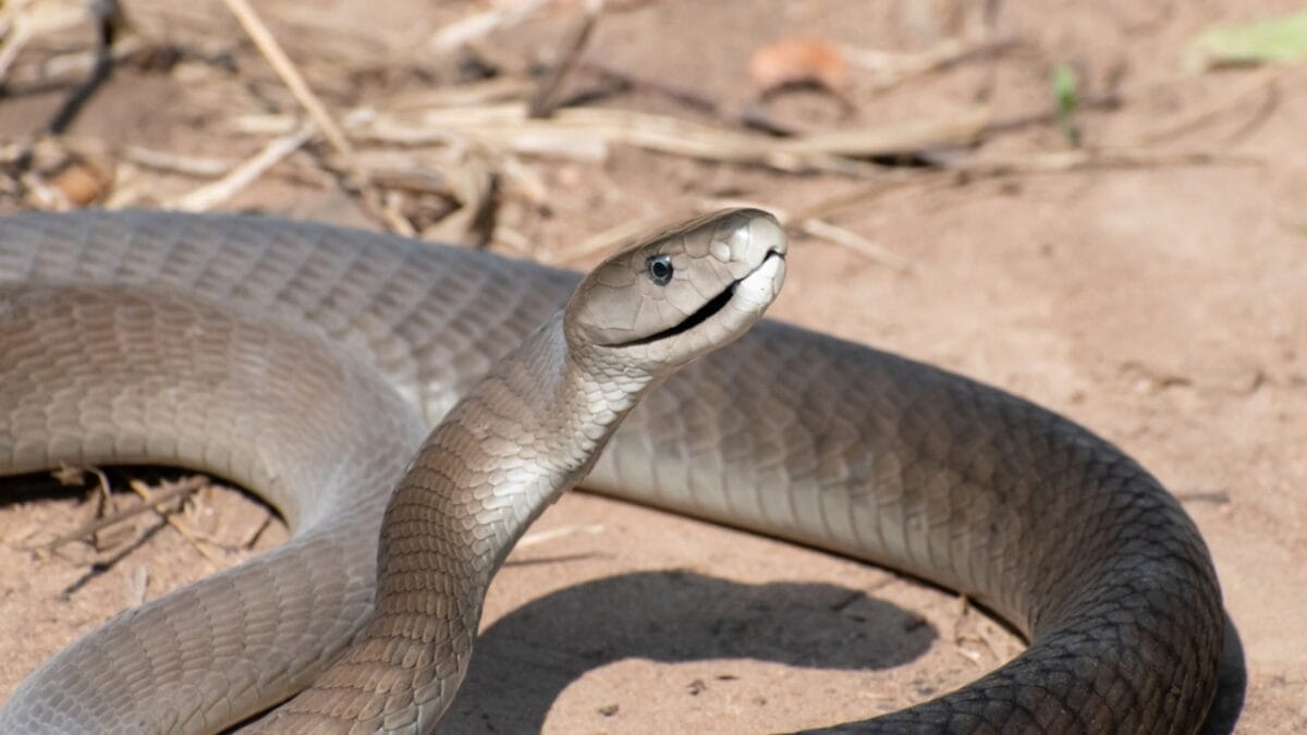 Ranking the 14 Most Dangerous Snakes in the World 14 Ranking the 14 Most Dangerous Snakes in the World - black mamba dp718239464