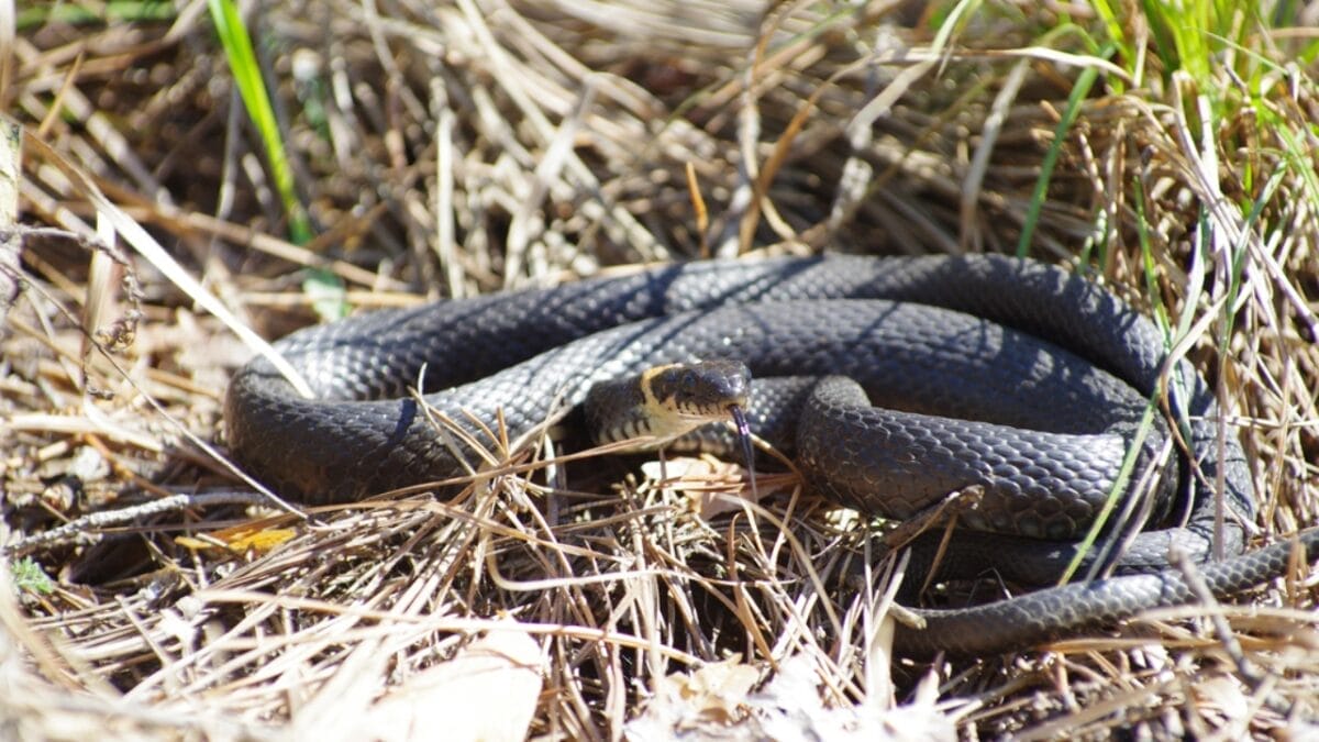 30 Rattlesnake Species from Around the Globe: Majority in U.S. 23 30 Rattlesnake Species from Around the Globe: Majority in U.S. - black tailed rattlesnake dp363041014