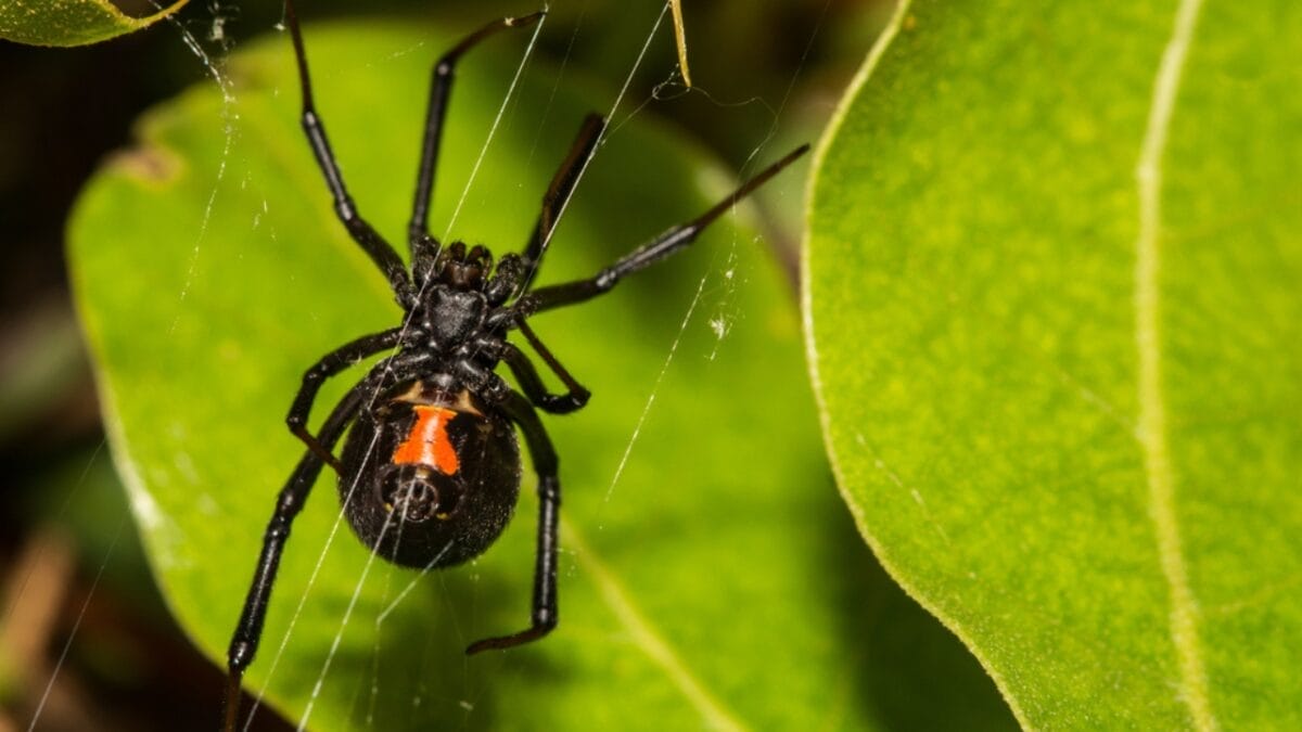 The 15 Most Dangerous Animals in North America 14 The 15 Most Dangerous Animals in North America - black widow spider ss617417108 1