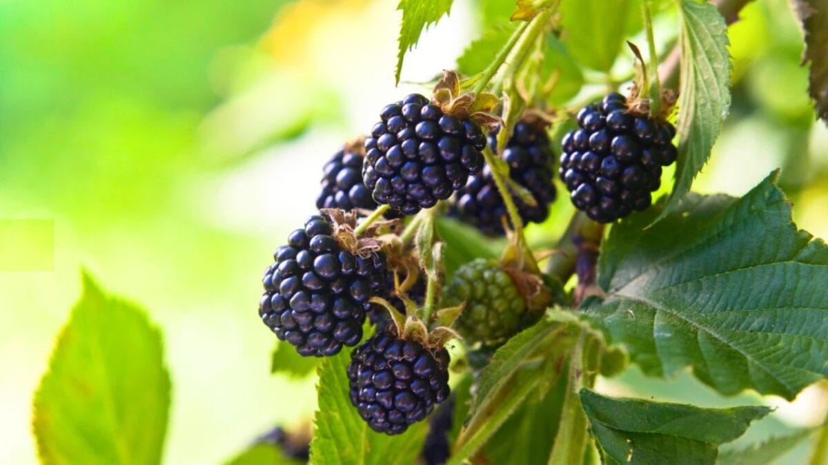 10 Plants & Trees That Attract Ticks 8 10 Plants & Trees That Attract Ticks - blackberry fruit dp154480898