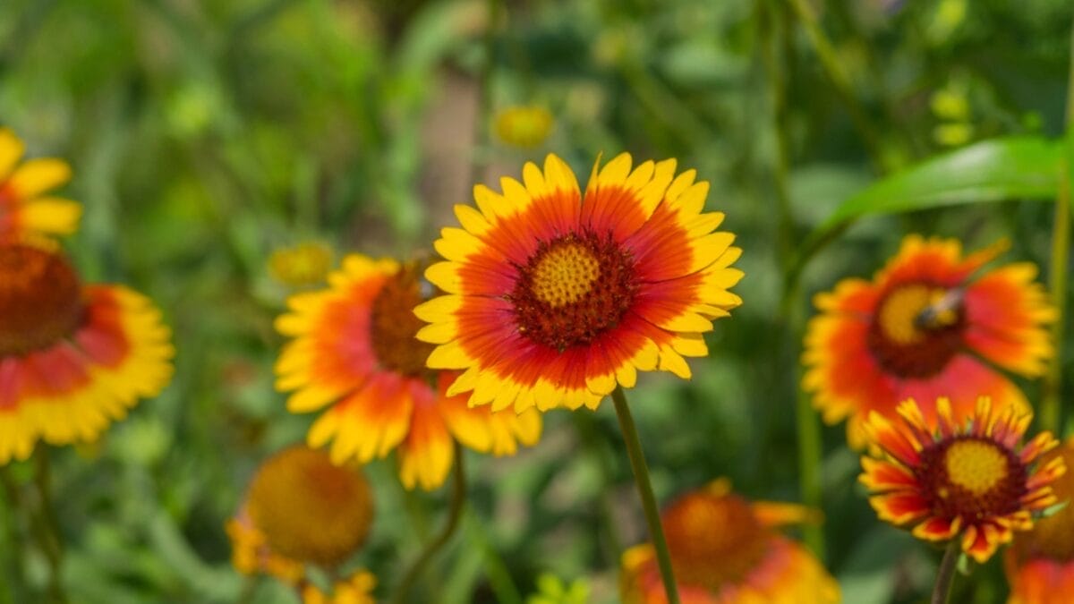 15 Heat Hardy Flowers That Thrive in Scorching Weather 14 15 Heat Hardy Flowers That Thrive in Scorching Weather - blanket flower dp254574474