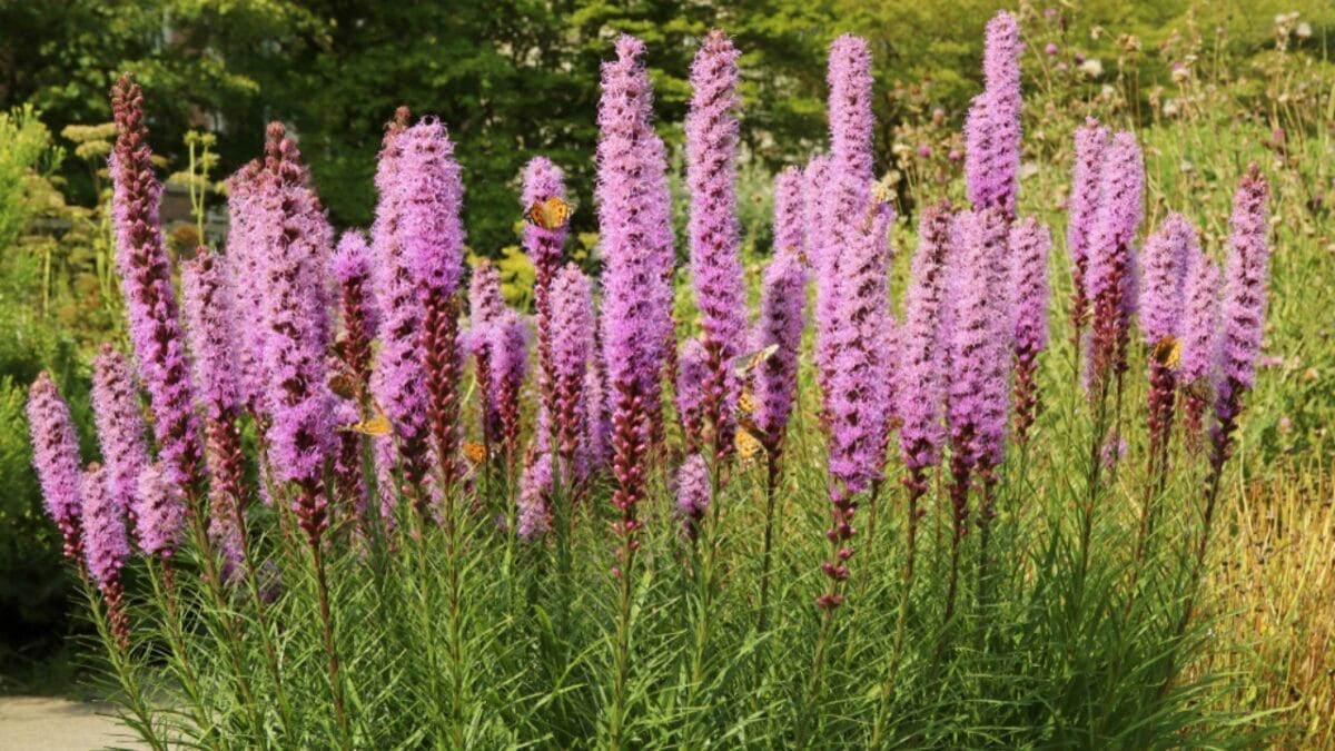 Say Goodbye to Weeding: 14 Perennial Wildflowers for a Carefree Garden - blazing star flower ss1466203676