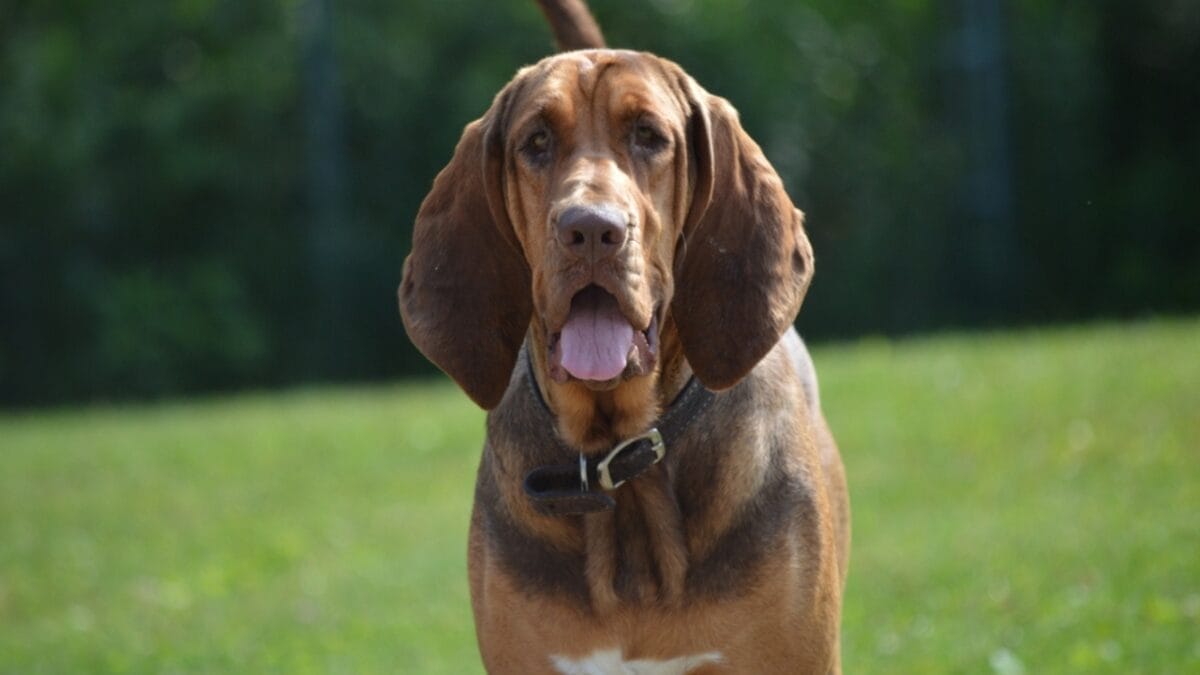 10 Things About Bloodhounds That Every Dog Lover Should Know - bloodhound dog face mouth ss2402380125
