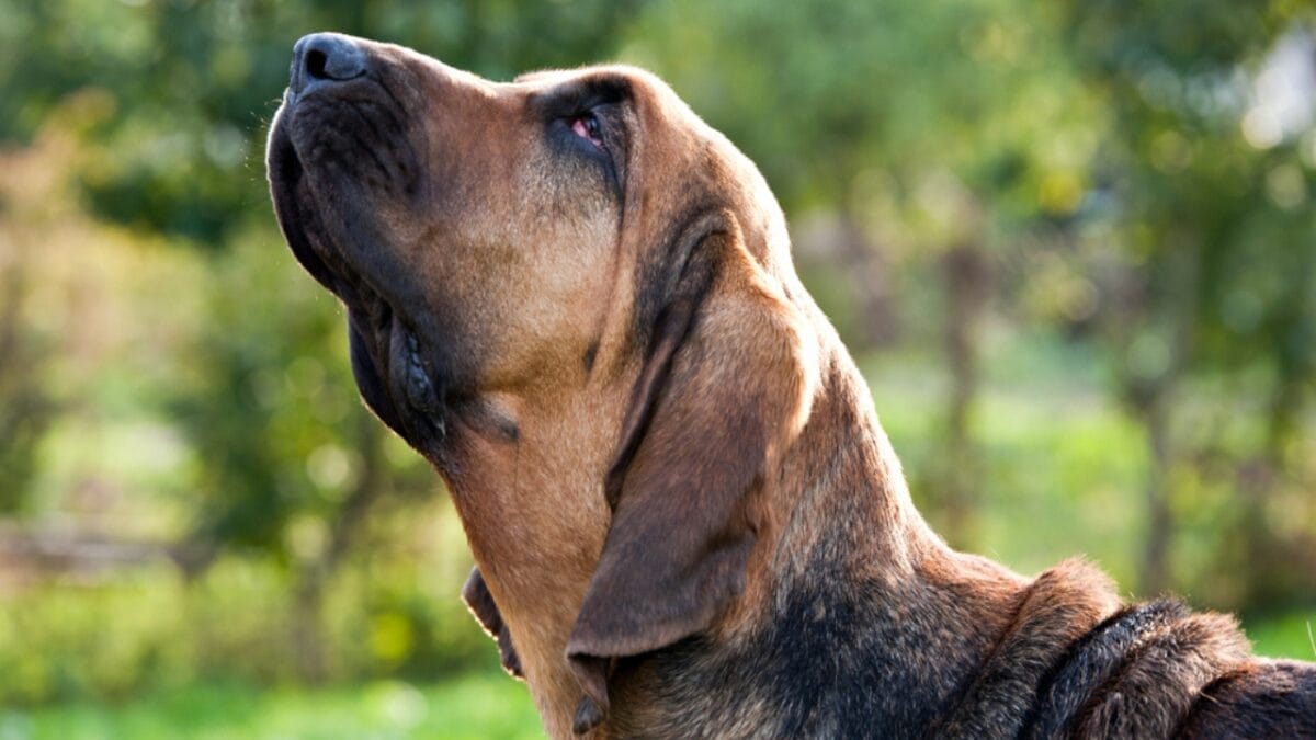 Golden Retriever Charlie's World Record-Breaking Bark & 15 Loudest Barking Breeds - bloodhound dog looking up ss1520603111