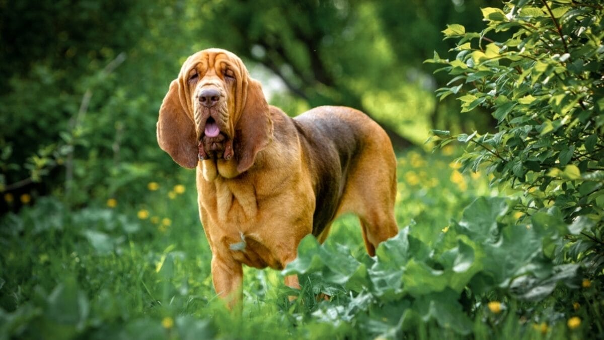 10 Things About Bloodhounds That Every Dog Lover Should Know - bloodhound dog peeking plants ss2304544897
