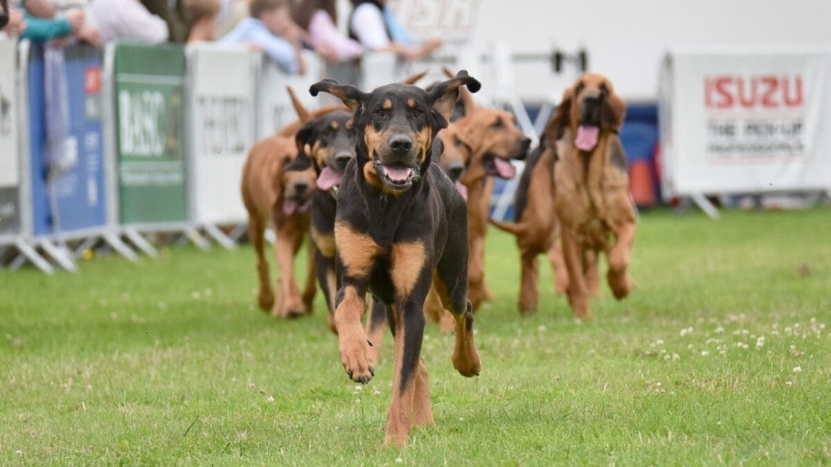 10 Things About Bloodhounds That Every Dog Lover Should Know - bloodhound dog running ss2341760055