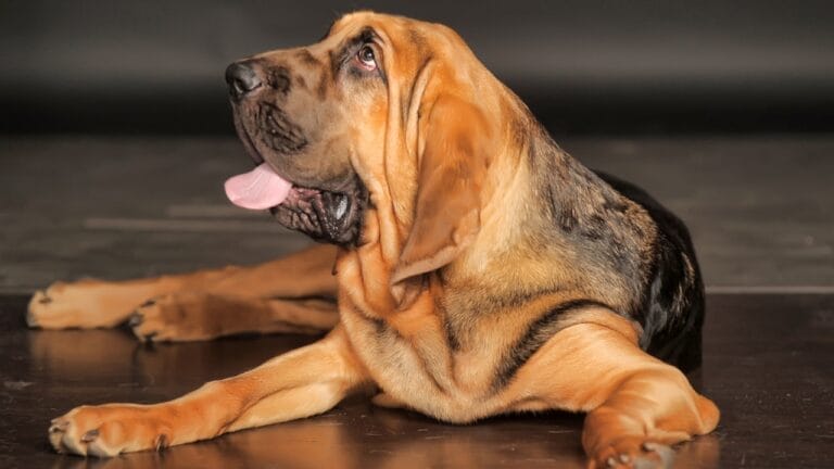 10 Things About Bloodhounds That Every Dog Lover Should Know - bloodhound dog sitting side ss658157041