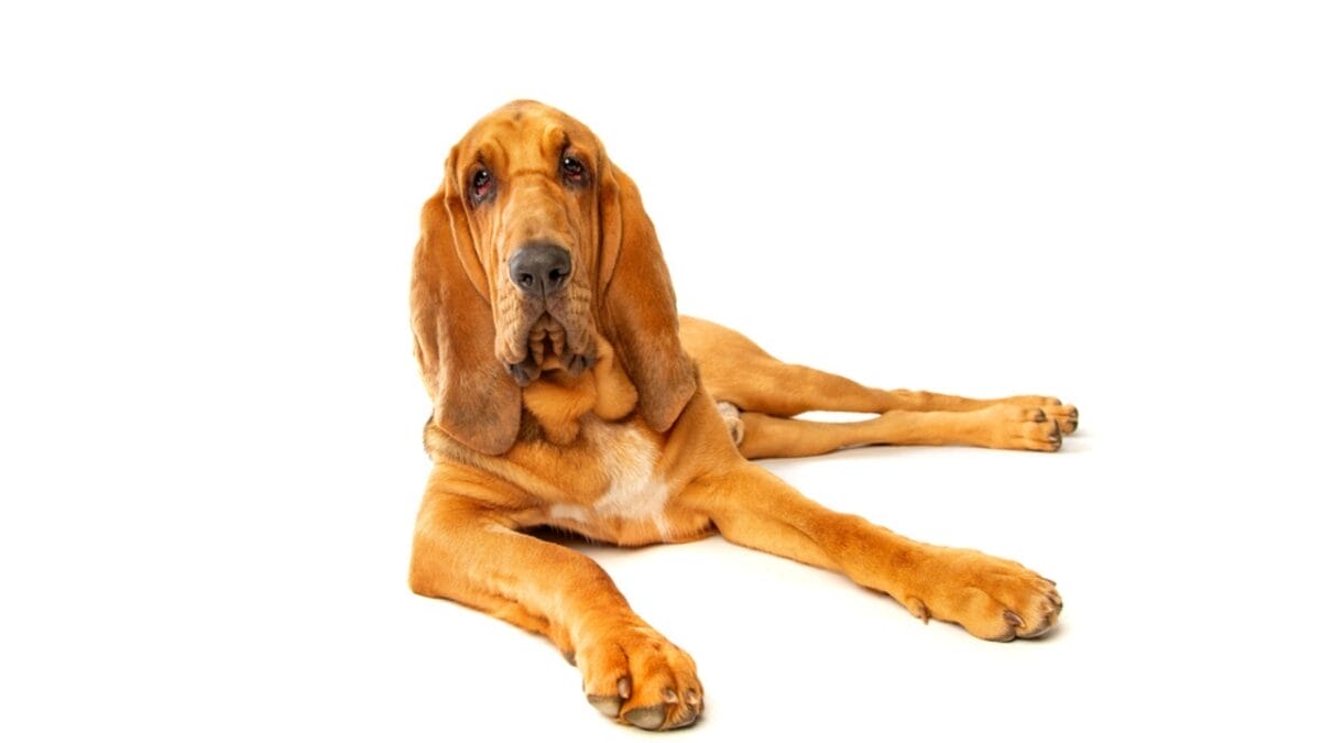 10 Things About Bloodhounds That Every Dog Lover Should Know - bloodhound dog sitting white ss1828519967