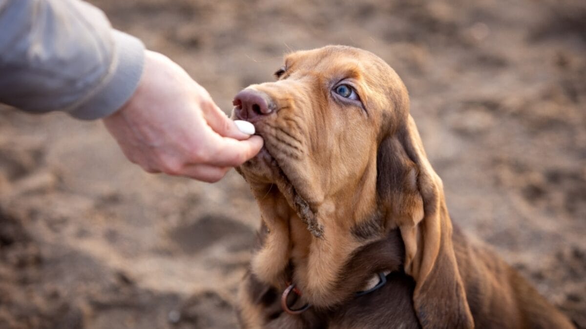 10 Things About Bloodhounds That Every Dog Lover Should Know - bloodhound dog smelling hand ss2163323567