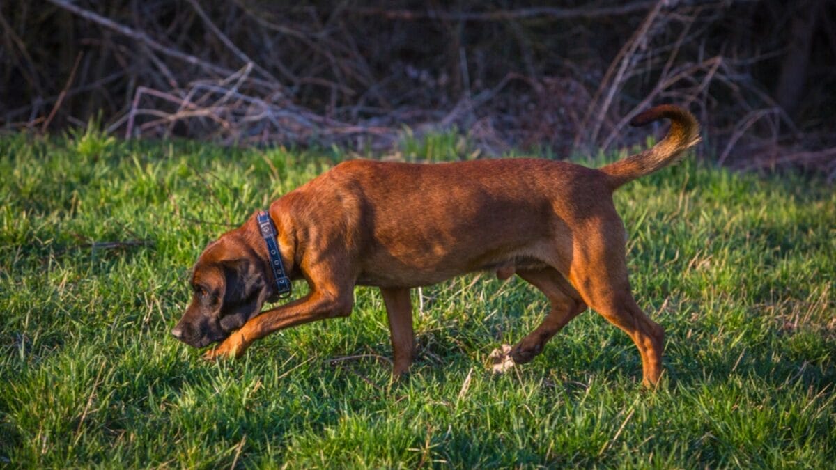 12 strange dog behaviors explained by science 3 12 strange dog behaviors explained by science - bloodhound dog sniffing grass ss1180736026