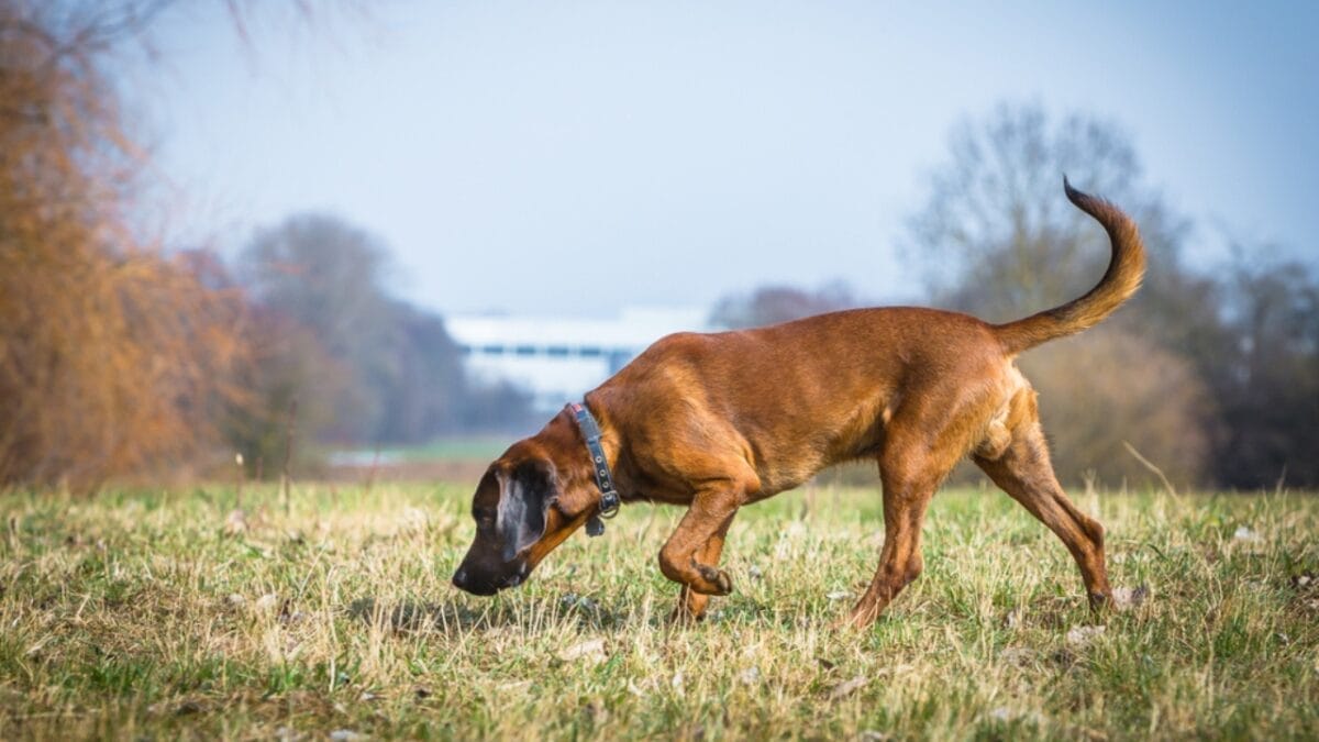 10 Things About Bloodhounds That Every Dog Lover Should Know - bloodhound dog sniffing trail ss1091009294