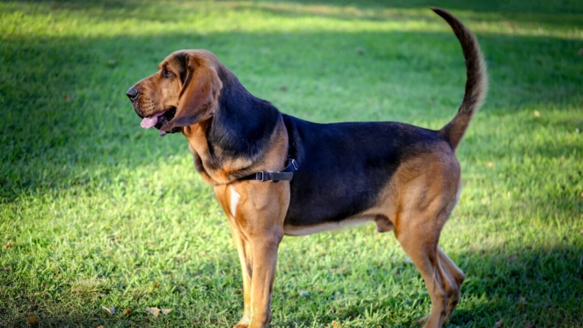 10 Things About Bloodhounds That Every Dog Lover Should Know - bloodhound dog standing grass ss1430224184