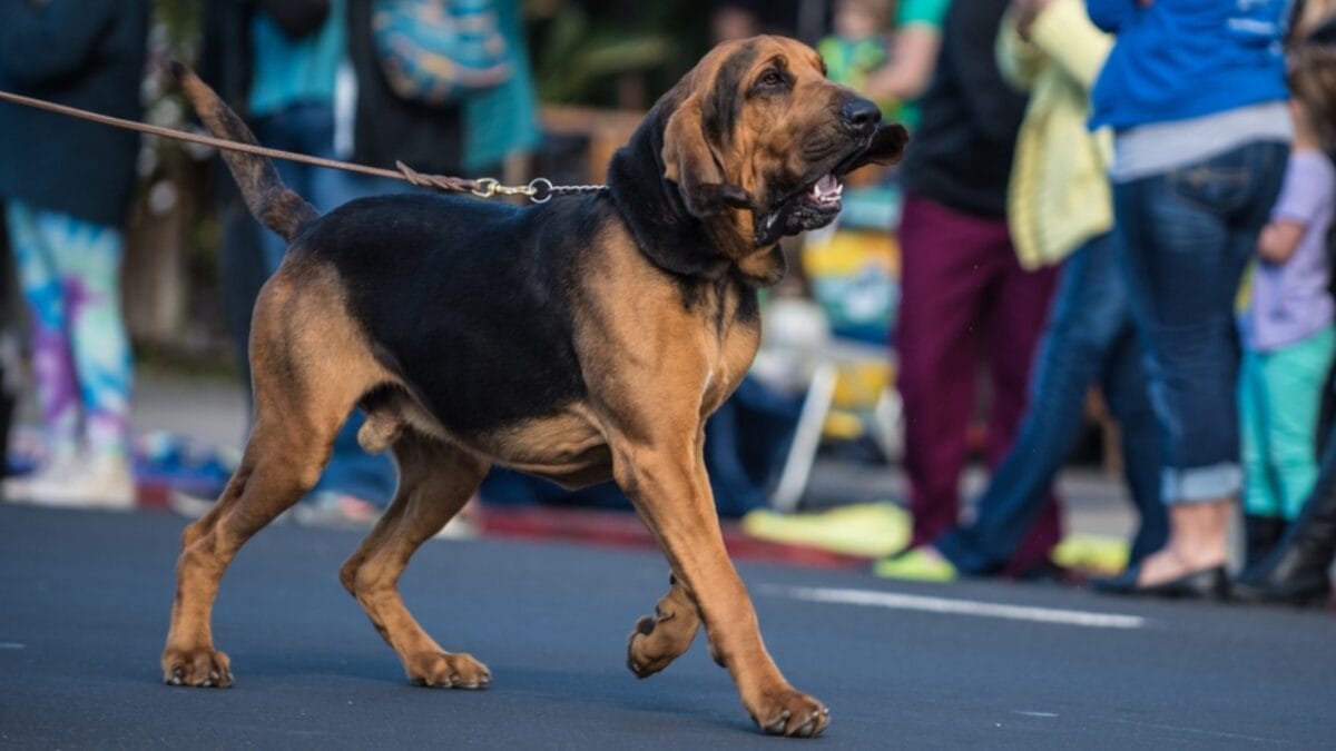 10 Things About Bloodhounds That Every Dog Lover Should Know - bloodhound dog walking leash ss1050666509