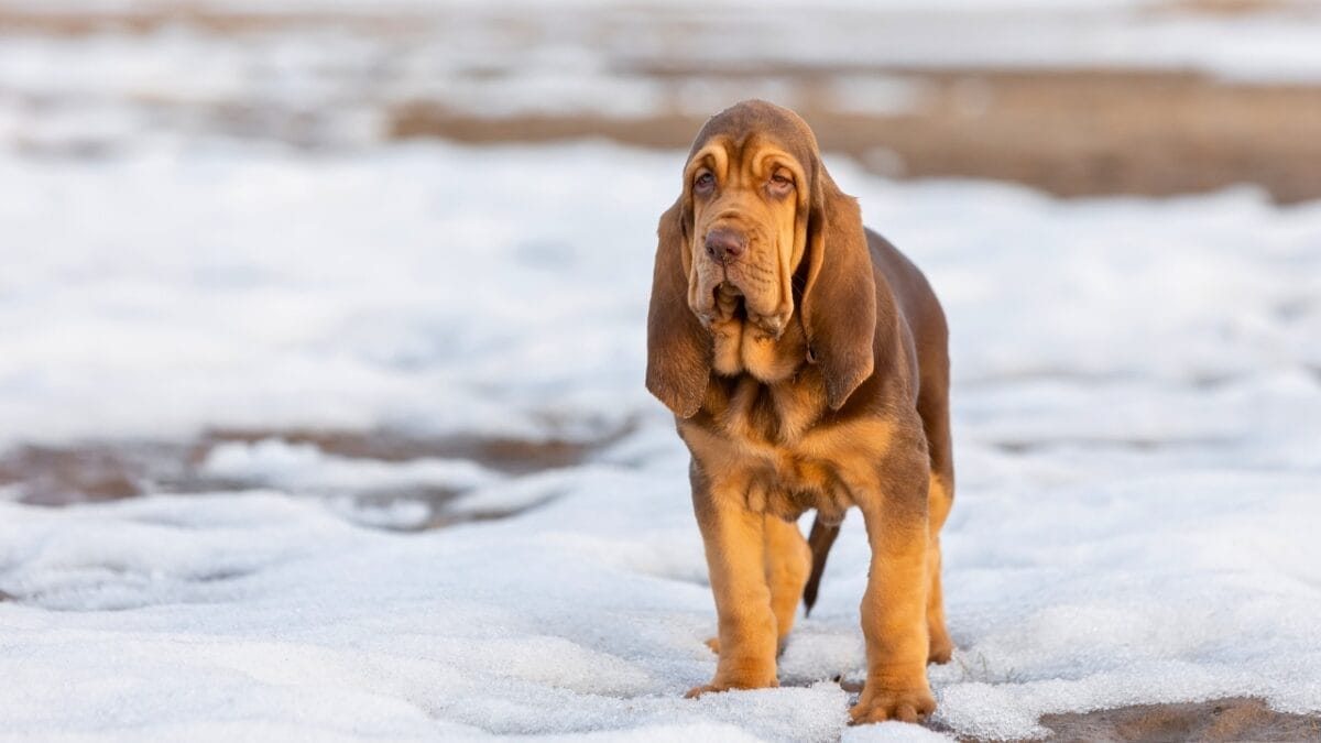 Dog Breeds: All Types from Small to Giant, Personalities & Characteristics 89 Dog Breeds: All Types from Small to Giant, Personalities & Characteristics - bloodhound on snow ss2161454261