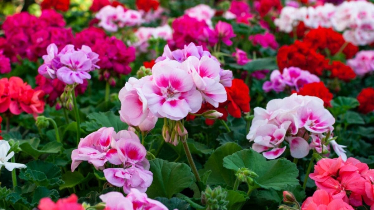 20 Perennial Flowers that Keep Your Garden Alive from Spring to Fall - blooming geranium varios colors ss1338565181