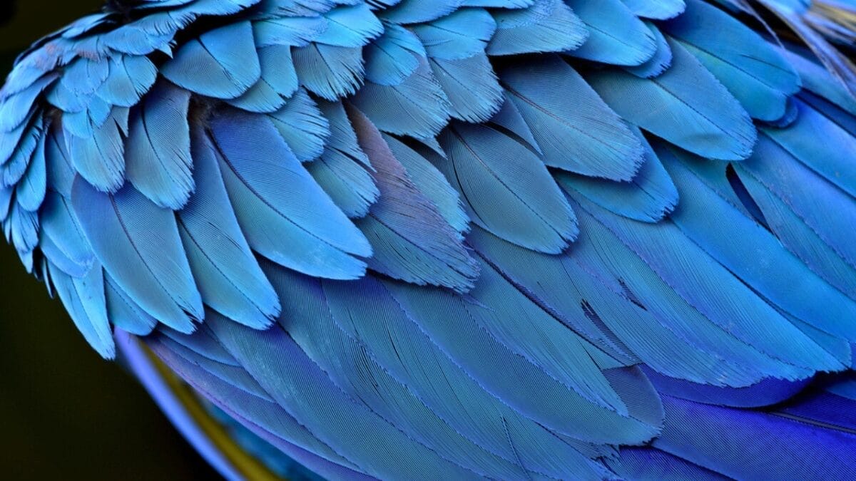 Not Every Blue-Hued Bird Is a Bluebird - Here's How to Tell Them Apart 9 Not Every Blue-Hued Bird Is a Bluebird - Here's How to Tell Them Apart - blue animal feathers ss464412665