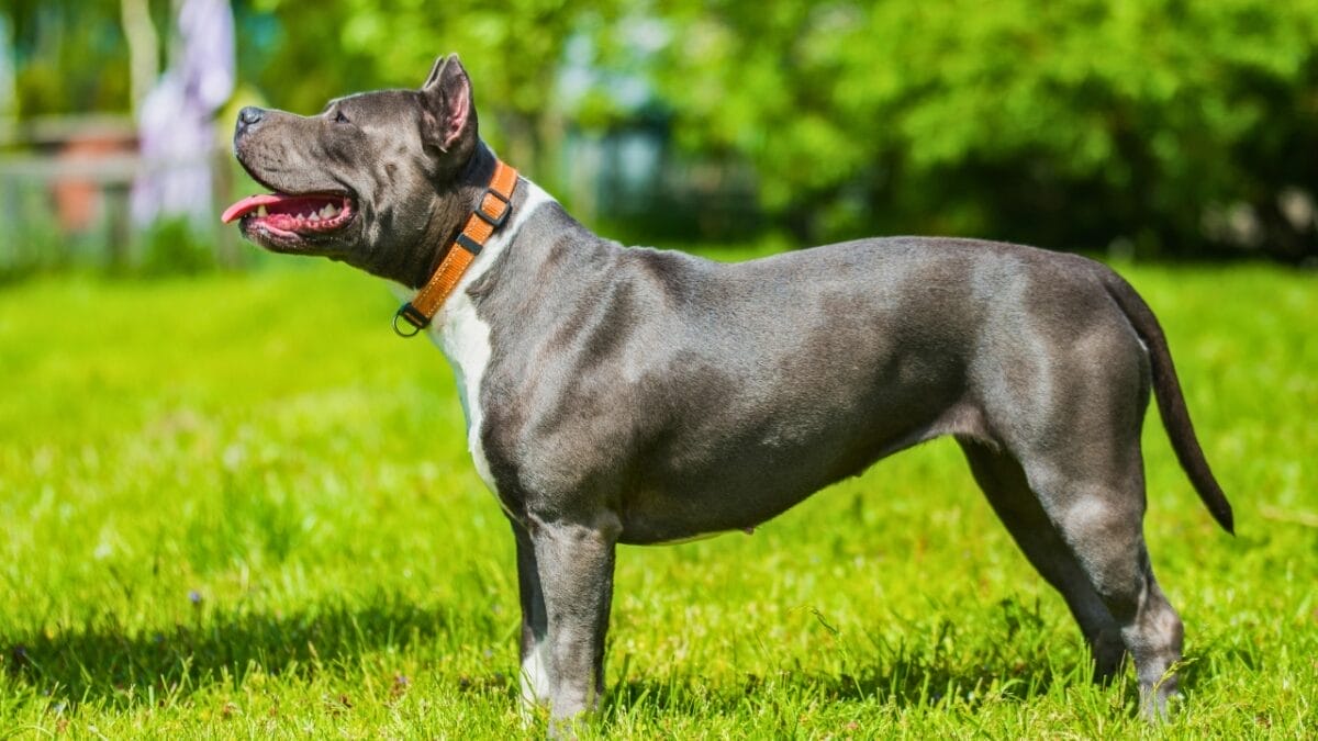 Built for the Hunt: 10 Dog Breeds with the Highest Prey Drive 4 Built for the Hunt: 10 Dog Breeds with the Highest Prey Drive - blue brindle pitbull ss2108380751