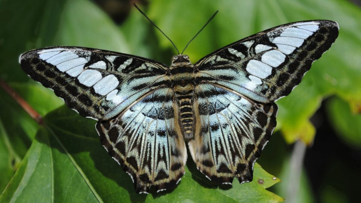 23 Dazzling Photos of the Most Colorful Butterflies on Earth 12 23 Dazzling Photos of the Most Colorful Butterflies on Earth - blue clipper butterfly dp23324100