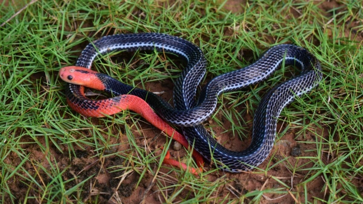 20 of the Most Colorful Snakes You'll Ever See 6 20 of the Most Colorful Snakes You'll Ever See - blue coral snake ss1793555422