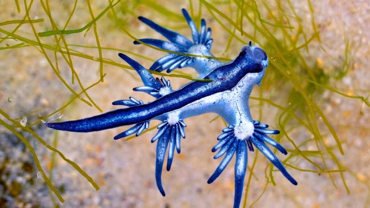 11 Breathtakingly Blue Beauties of the Animal Kingdom 4 11 Breathtakingly Blue Beauties of the Animal Kingdom - blue dragon ss1121625113