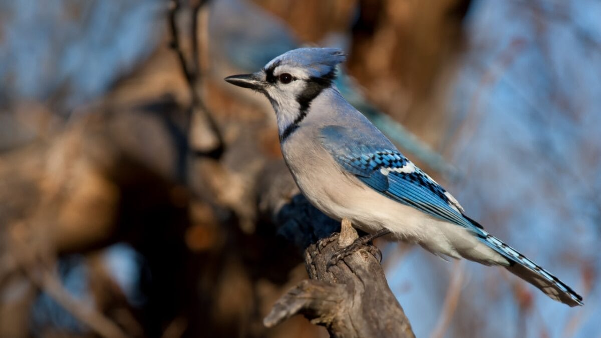 The Symbolism of Blue Jays: 6 Different Meanings 7 The Symbolism of Blue Jays: 6 Different Meanings - blue jay bird branch side dp178033584