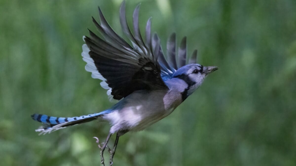 The Symbolism of Blue Jays: 6 Different Meanings 4 The Symbolism of Blue Jays: 6 Different Meanings - blue jay bird flying dp478775320