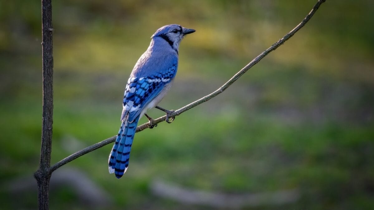 The Symbolism of Blue Jays: 6 Different Meanings 5 The Symbolism of Blue Jays: 6 Different Meanings - blue jay bird perched dp326776494