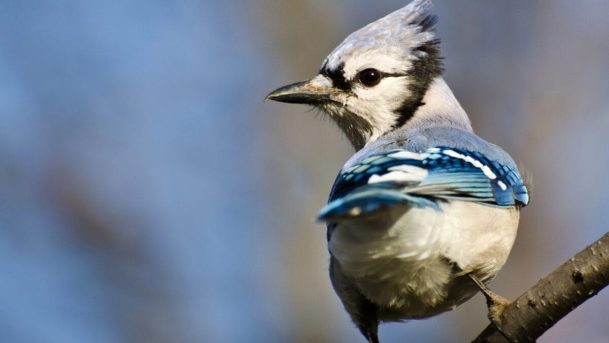 The Symbolism of Blue Jays: 6 Different Meanings 6 The Symbolism of Blue Jays: 6 Different Meanings - blue jay bird side dp326776494