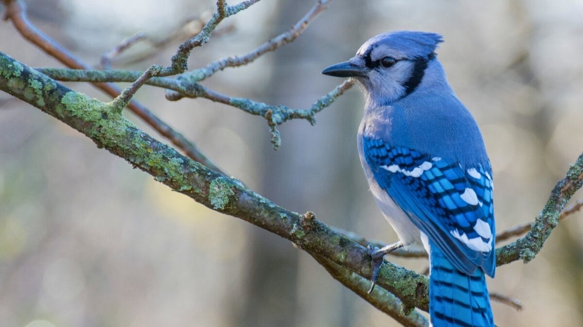 10 Common Birds You See in Your Yard & What They Symbolize - blue jay ss518136085